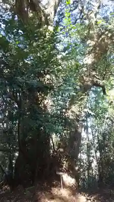 八幡神社の自然