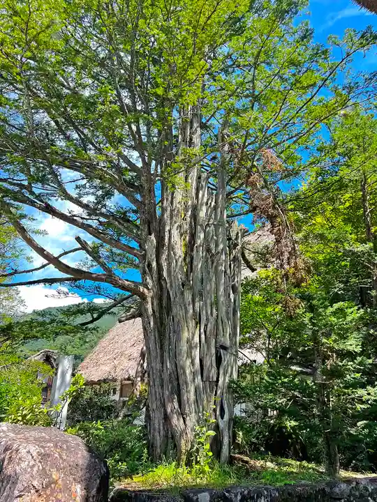 松原山 明善寺(岐阜県)