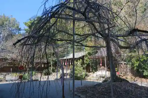 平野神社の自然