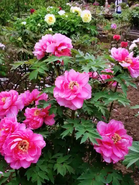 禅定院(東京都)