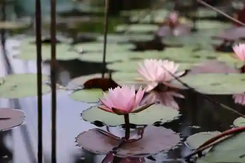 秋葉總本殿可睡斎の自然