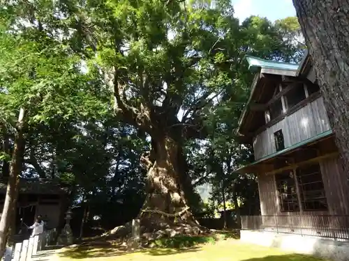 川津来宮神社の自然