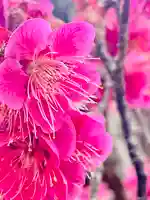 仙台八坂神社(宮城県)