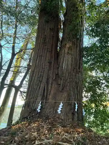 草懸神社(茨城県)