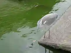 観智院（東寺子院）の動物