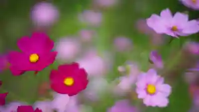 般若寺 ❁コスモス寺❁の自然