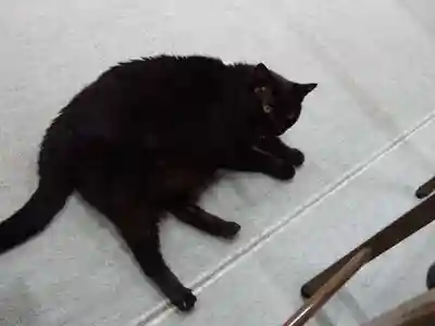 弥生神社の動物