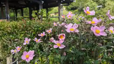 善峯寺(京都府)