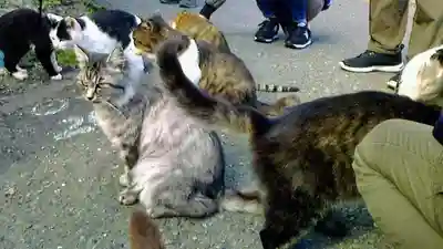 美與利大明神の動物