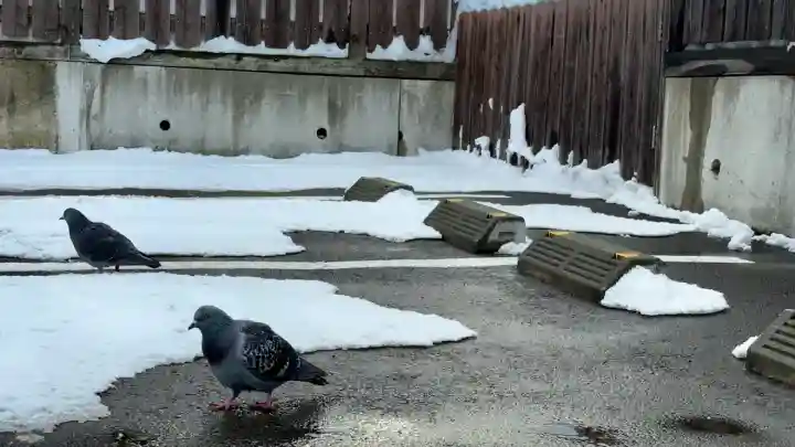 七重浜海津見神社の{uncategorized: "未分類", other: "その他", undefined: "問題あり", building: "その他建物", grave: "お墓", sacred_gate: "鳥居", guardian: "狛犬", statue: "像", buddha: "仏像", history: "歴史", nature: "自然", garden: "庭園", animal: "動物", pagoda: "塔", temizu: "手水舎", mountain_gate: "山門・神門", sanctuary: "本殿・本堂", subordinate: "末社・摂社", art: "芸術", scenery: "景色", jizo: "地蔵", ema: "絵馬", goshuin: "御朱印", omikuji: "おみくじ", items: "授与品その他", amulet: "お守り", goshuincho: "御朱印帳", eats: "食事", festival: "お祭り", votive_dance: "神楽", shichigosan: "七五三参", wedding: "結婚式", experience: "体験その他", initially: "初詣", around: "周辺", anti_infection: "感染症対策"}
