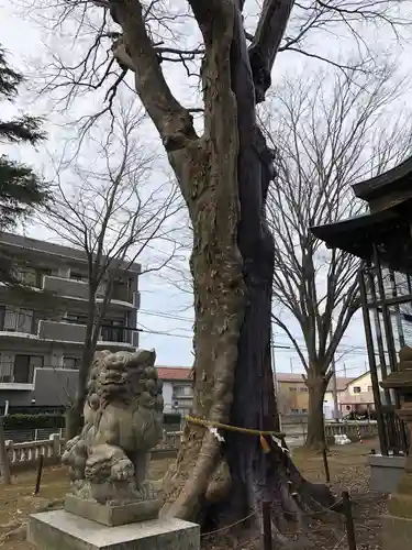 神田神社の狛犬