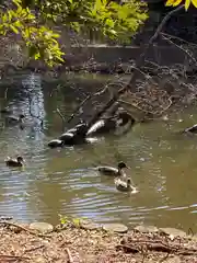 菊田神社の動物