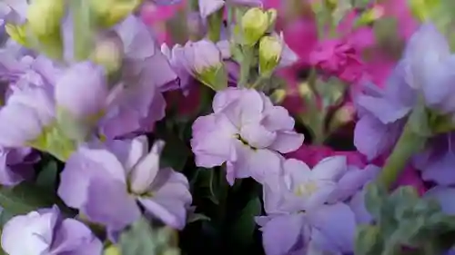 阿邪訶根神社の自然