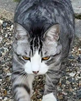 正覚院(京都府)