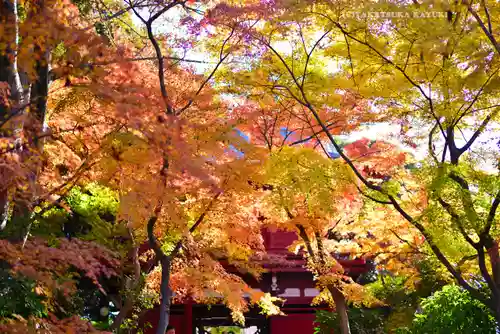 本土寺(千葉県)
