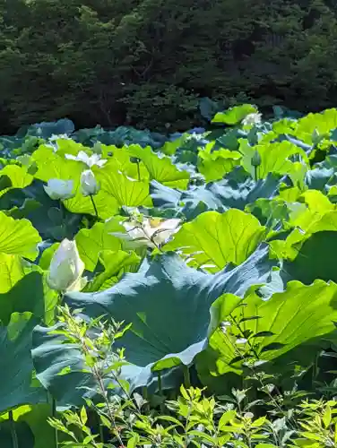法金剛院の自然
