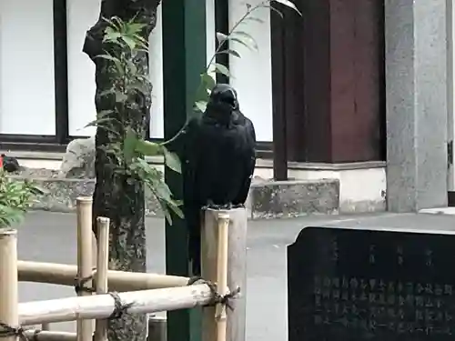 大國魂神社の動物
