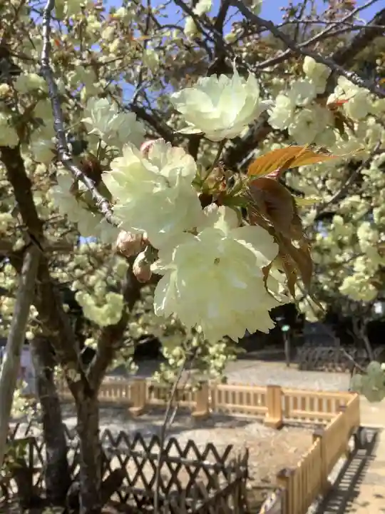 上地八幡宮の自然