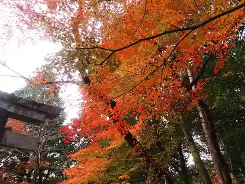 大原野神社の自然