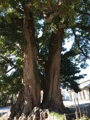 高麗川神社の自然