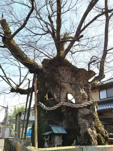 中山神社の自然