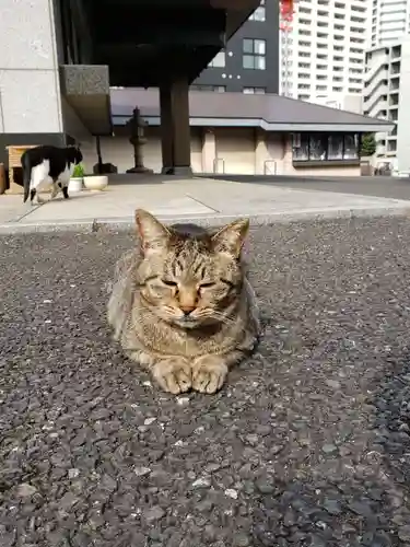 白金氷川神社の動物