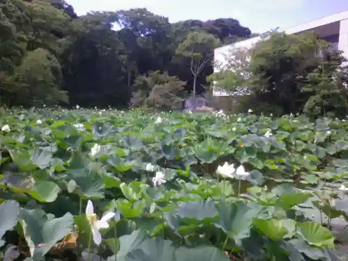 鶴岡八幡宮の庭園