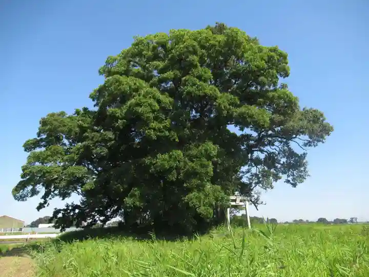 神明神社の自然