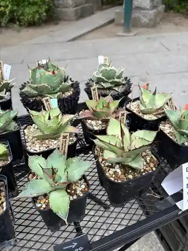 千住本氷川神社(東京都)
