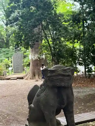 代々木八幡宮の{uncategorized: "未分類", other: "その他", undefined: "問題あり", building: "その他建物", grave: "お墓", sacred_gate: "鳥居", guardian: "狛犬", statue: "像", buddha: "仏像", history: "歴史", nature: "自然", garden: "庭園", animal: "動物", pagoda: "塔", temizu: "手水舎", mountain_gate: "山門・神門", sanctuary: "本殿・本堂", subordinate: "末社・摂社", art: "芸術", scenery: "景色", jizo: "地蔵", ema: "絵馬", goshuin: "御朱印", omikuji: "おみくじ", items: "授与品その他", amulet: "お守り", goshuincho: "御朱印帳", eats: "食事", festival: "お祭り", votive_dance: "神楽", shichigosan: "七五三参", wedding: "結婚式", experience: "体験その他", initially: "初詣", around: "周辺", anti_infection: "感染症対策"}
