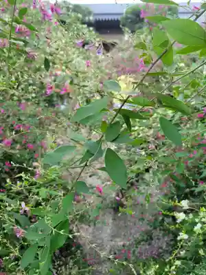 勝念寺(かましきさん)の自然