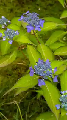 尊陽院(京都府)