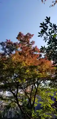 北野神社の自然