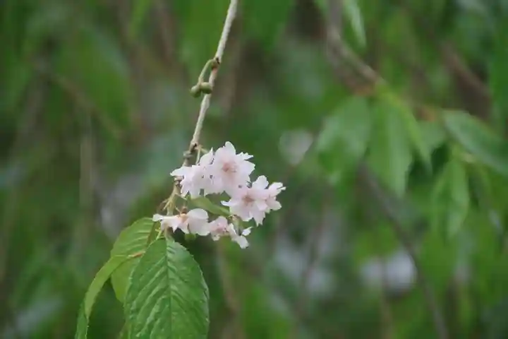 豊景神社の自然