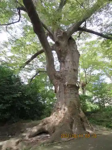 愛宕神社の自然