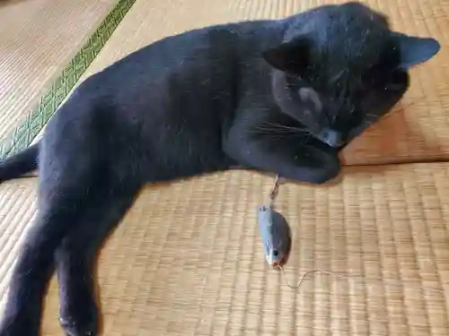 高司神社〜むすびの神の鎮まる社〜の動物