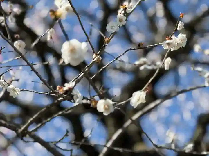 高麗神社の{uncategorized: "未分類", other: "その他", undefined: "問題あり", building: "その他建物", grave: "お墓", sacred_gate: "鳥居", guardian: "狛犬", statue: "像", buddha: "仏像", history: "歴史", nature: "自然", garden: "庭園", animal: "動物", pagoda: "塔", temizu: "手水舎", mountain_gate: "山門・神門", sanctuary: "本殿・本堂", subordinate: "末社・摂社", art: "芸術", scenery: "景色", jizo: "地蔵", ema: "絵馬", goshuin: "御朱印", omikuji: "おみくじ", items: "授与品その他", amulet: "お守り", goshuincho: "御朱印帳", eats: "食事", festival: "お祭り", votive_dance: "神楽", shichigosan: "七五三参", wedding: "結婚式", experience: "体験その他", initially: "初詣", around: "周辺", anti_infection: "感染症対策"}