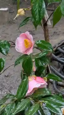 城南宮(京都府)