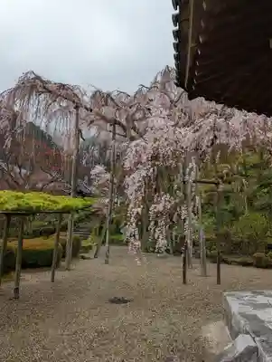 善峯寺(京都府)