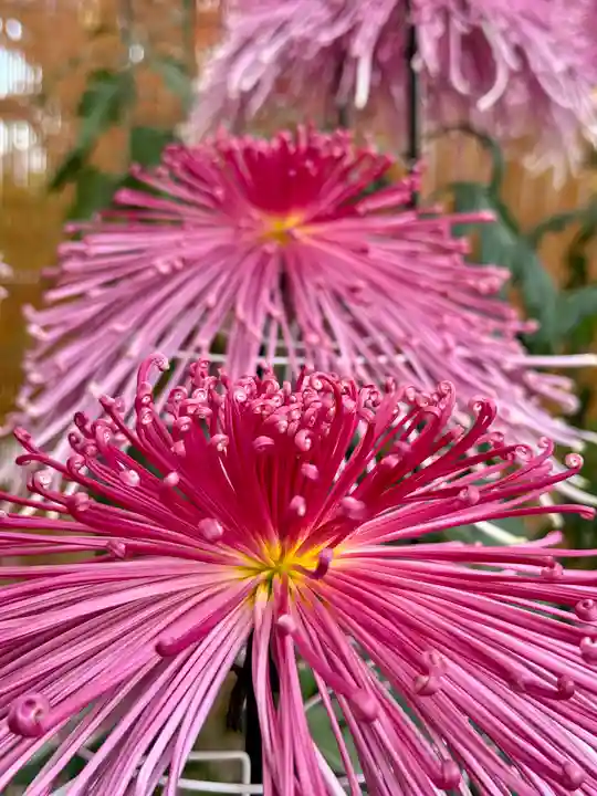 高幡不動尊 金剛寺(東京都)