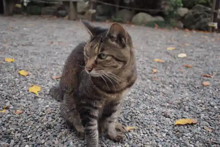 高麗神社の動物