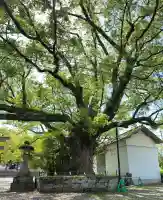 藤厳神社(闘鶏神社境内社)の{uncategorized: "未分類", other: "その他", undefined: "問題あり", building: "その他建物", grave: "お墓", sacred_gate: "鳥居", guardian: "狛犬", statue: "像", buddha: "仏像", history: "歴史", nature: "自然", garden: "庭園", animal: "動物", pagoda: "塔", temizu: "手水舎", mountain_gate: "山門・神門", sanctuary: "本殿・本堂", subordinate: "末社・摂社", art: "芸術", scenery: "景色", jizo: "地蔵", ema: "絵馬", goshuin: "御朱印", omikuji: "おみくじ", items: "授与品その他", amulet: "お守り", goshuincho: "御朱印帳", eats: "食事", festival: "お祭り", votive_dance: "神楽", shichigosan: "七五三参", wedding: "結婚式", experience: "体験その他", initially: "初詣", around: "周辺", anti_infection: "感染症対策"}