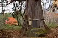 戸隠神社火之御子社の自然