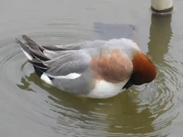 鶴岡八幡宮の動物