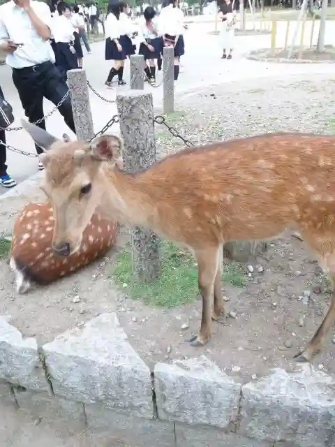 東大寺の動物