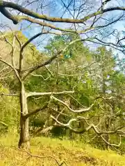 八幡神社の自然