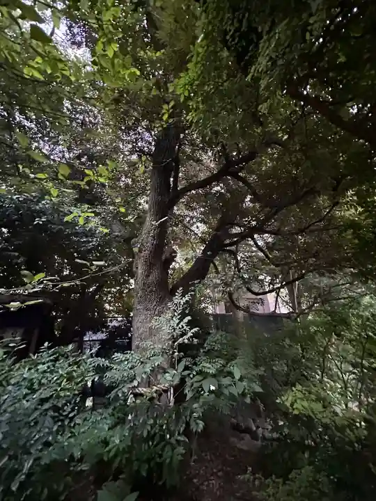 東京大神宮(東京都)