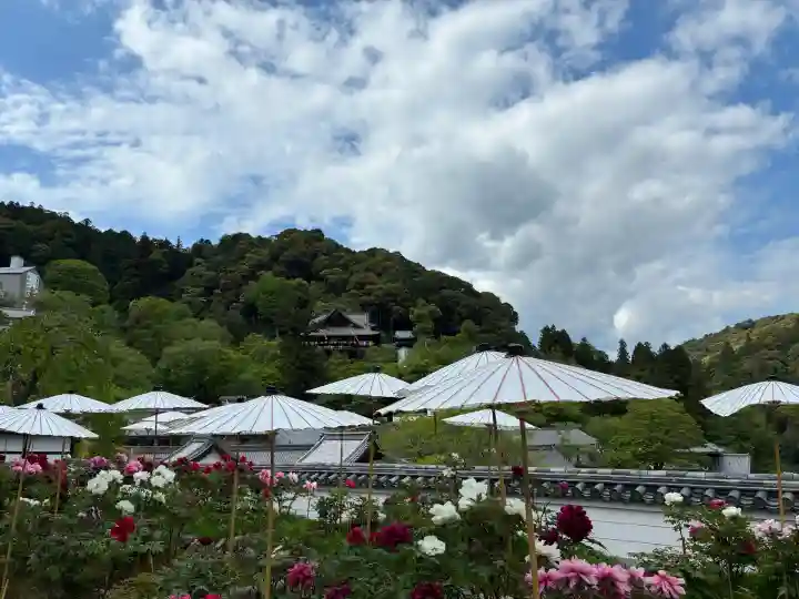 長谷寺の{uncategorized: "未分類", other: "その他", undefined: "問題あり", building: "その他建物", grave: "お墓", sacred_gate: "鳥居", guardian: "狛犬", statue: "像", buddha: "仏像", history: "歴史", nature: "自然", garden: "庭園", animal: "動物", pagoda: "塔", temizu: "手水舎", mountain_gate: "山門・神門", sanctuary: "本殿・本堂", subordinate: "末社・摂社", art: "芸術", scenery: "景色", jizo: "地蔵", ema: "絵馬", goshuin: "御朱印", omikuji: "おみくじ", items: "授与品その他", amulet: "お守り", goshuincho: "御朱印帳", eats: "食事", festival: "お祭り", votive_dance: "神楽", shichigosan: "七五三参", wedding: "結婚式", experience: "体験その他", initially: "初詣", around: "周辺", anti_infection: "感染症対策"}
