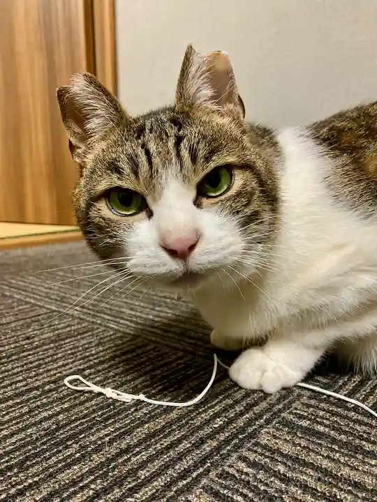 高平山遍照寺(静岡県)