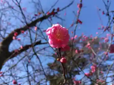 藤島神社(贈正一位新田義貞公之大宮)(福井県)